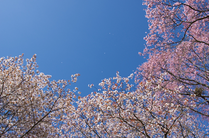 吉野山,桜,K32_8348,21 mm,F8_2016yaotomi.jpg