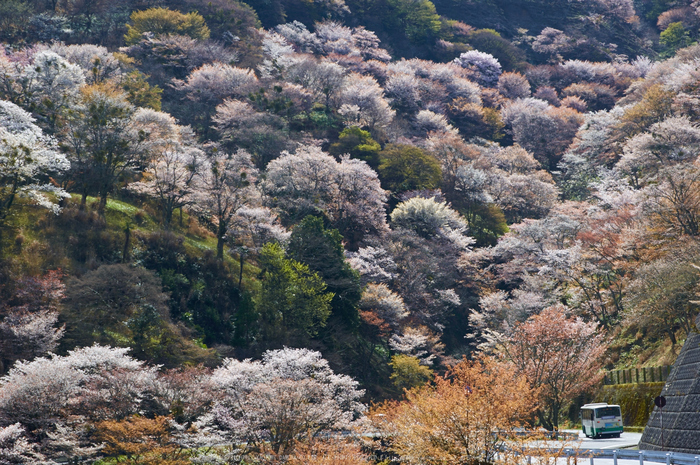 吉野山,桜,K32_8379,53 mm,F8_2016yaotomi.jpg