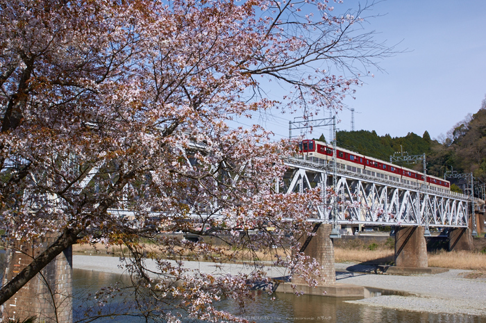 吉野山,桜,K32_8389,26 mm,F8_2016yaotomi.jpg