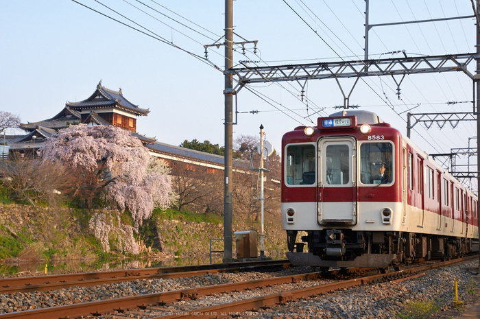 大和郡山城跡,桜(K32_6844,39 mm,F8)2016yaotomi_.jpg