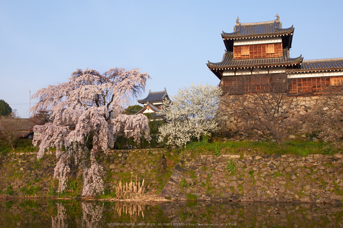 大和郡山城跡,桜(K32_6879,28 mm,F8)2016yaotomi_.jpg