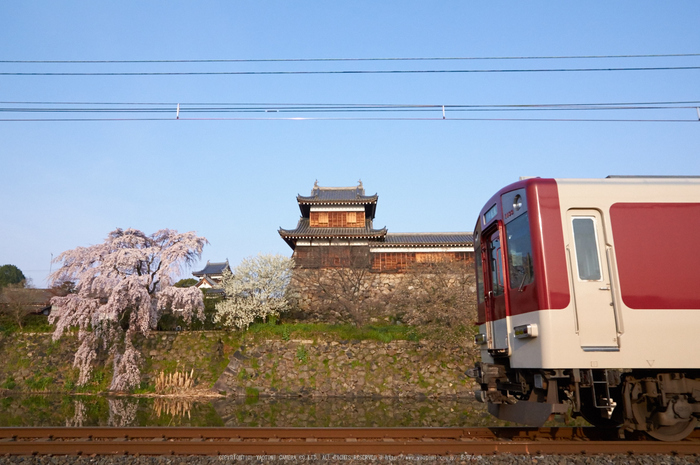 大和郡山城跡,桜(K32_6885,16 mm,F7.1)2016yaotomi_.jpg