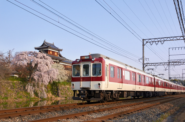 大和郡山城跡,桜(K32_6912,26 mm,F8)2016yaotomi_.jpg