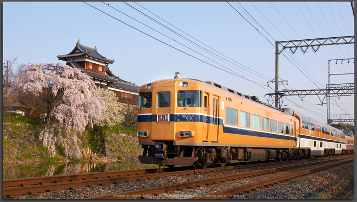 大和郡山城跡,桜(K32_6916,26-mm,F9)2016yaotomi_T.jpg