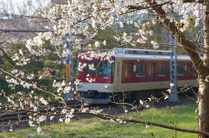 大和郡山城跡,桜(K32_6951,85 mm,F9)2016yaotomi_.jpg