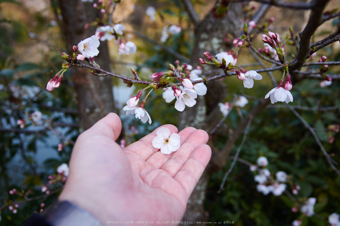大和郡山城跡,桜(K32_7009,26 mm,F4.5)2016yaotomi_.jpg