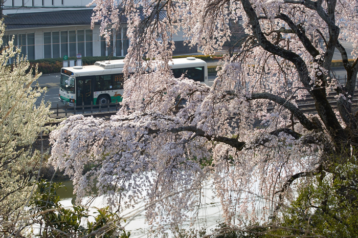 大和郡山城跡,桜(K32_7030,70 mm,F9)2016yaotomi_.jpg