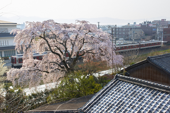 大和郡山城跡,桜(K32_7043,28 mm,F9)2016yaotomi_.jpg