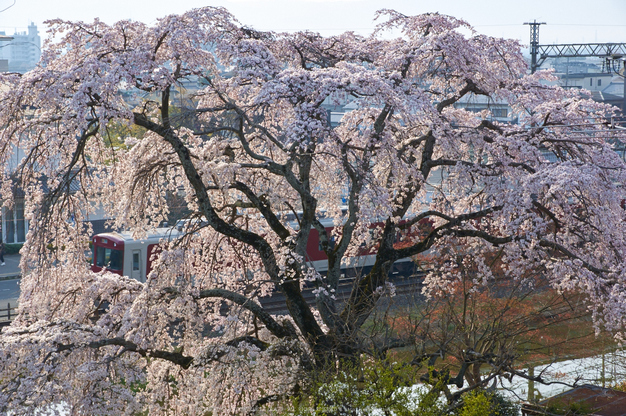 大和郡山城跡,桜(K32_7053,53 mm,F9)2016yaotomi_.jpg