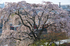 大和郡山城跡,桜(K32_7053F,53 mm,F9)2016yaotomi_.jpg
