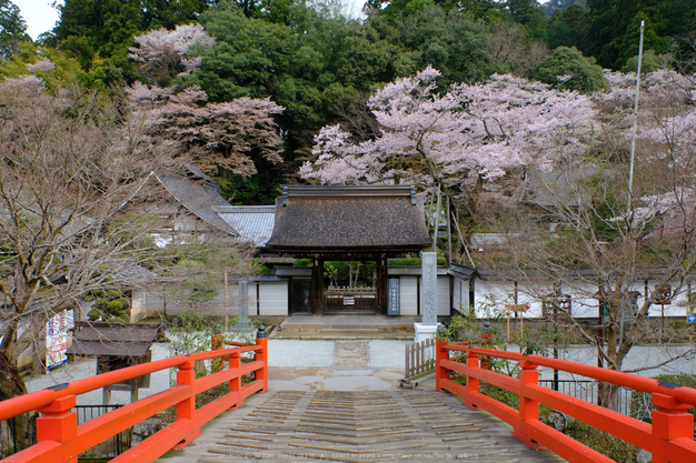 室生寺,桜(DSCF0162,16 mm,F7.1,iso200)2016yaotomi_.jpg