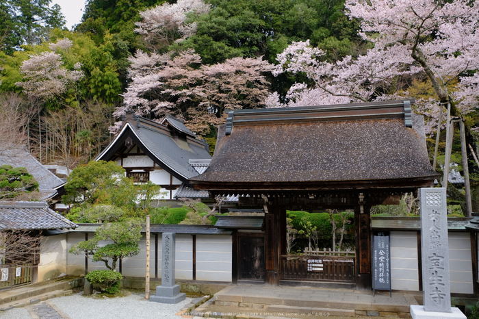 室生寺,桜(DSCF0165,22 mm,F7.1,iso200)2016yaotomi_.jpg