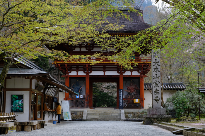 室生寺,桜(DSCF0168,40 mm,F7.1,iso200)2016yaotomi_.jpg