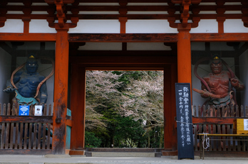 室生寺,桜(DSCF0179,38 mm,F8,iso200)2016yaotomi_.jpg