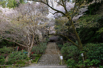 室生寺,桜(DSCF0191,16 mm,F8,iso200)2016yaotomi_.jpg