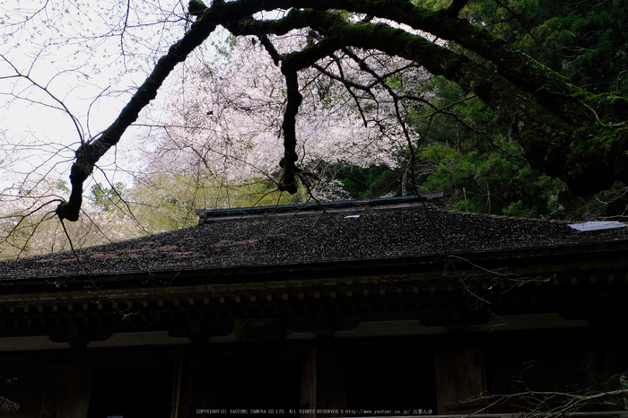 室生寺,桜(DSCF0195,27 mm,F7.1,iso200)2016yaotomi_.jpg