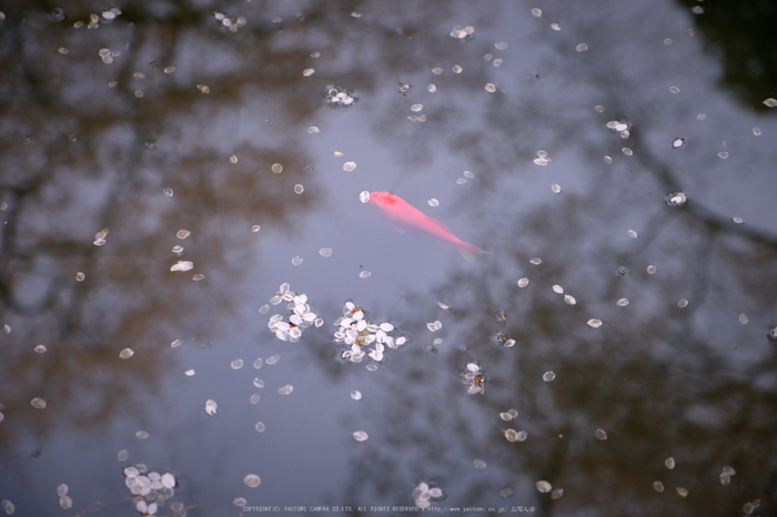 室生寺,桜(DSCF0244,55 mm,F3.2,iso800)2016yaotomi_.jpg