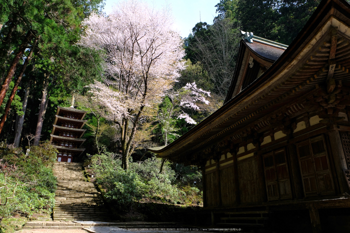 室生寺,桜(DSCF0282,18 mm,F8,iso200)2016yaotomi_.jpg