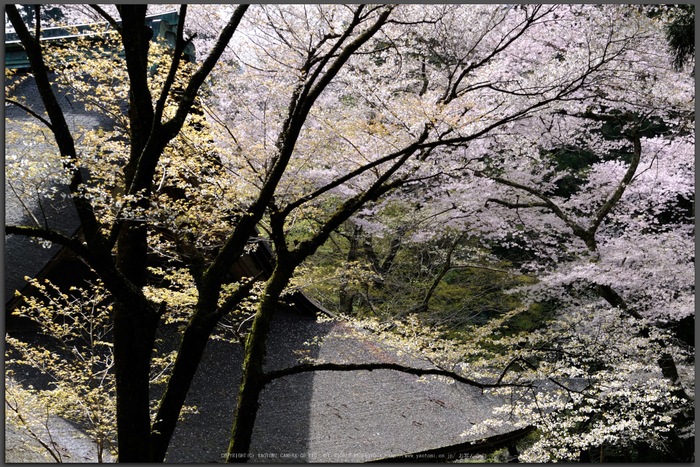 室生寺,桜(DSCF0338,50-mm,F8,iso200)2016yaotomi_T.jpg