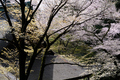 室生寺,桜(DSCF0338f,50 mm,F8,iso200)2016yaotomi_.jpg