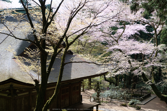 室生寺,桜(DSCF0348,34 mm,F2.8,iso200)2016yaotomi_.jpg