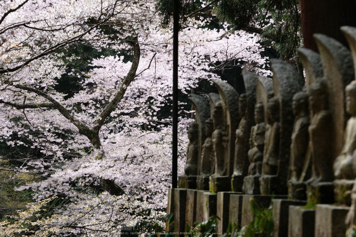 室生寺,桜(DSCF0365,140 mm,F10,iso200)2016yaotomi_.jpg