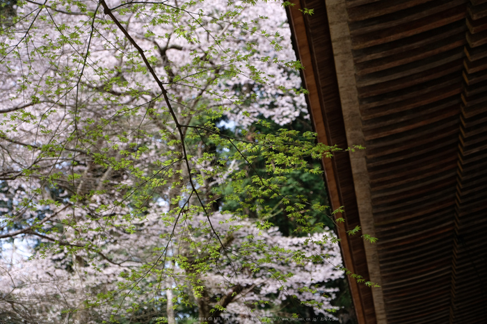 室生寺,桜(DSCF0415,46 mm,F3.2,iso200)2016yaotomi_.jpg