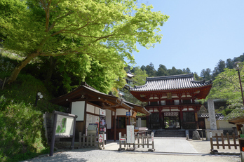 岡寺,しゃくなげ(P1000325(RAW),12 mm,F8,iso200)2016yaotomi_.jpg