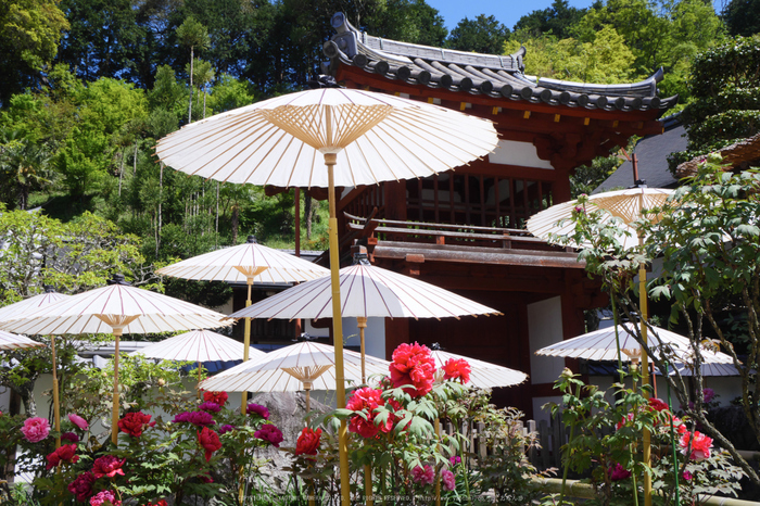 岡寺,しゃくなげ(P1000352(RAW),20 mm,F9,iso200)2016yaotomi_.jpg