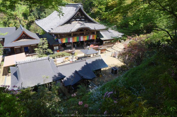 岡寺,しゃくなげ(P1000420(RAW),12 mm,F9,iso200)2016yaotomi_.jpg