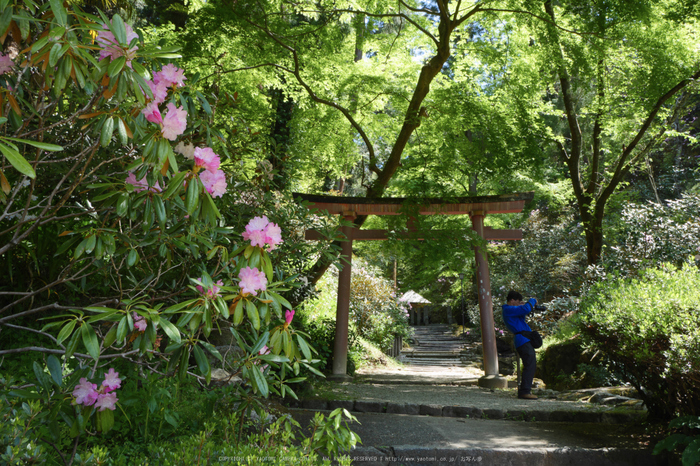 岡寺,しゃくなげ(P1000656(RAW),15 mm,F10,iso200)2016yaotomi_.jpg