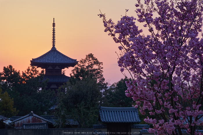 法起寺 桜(K32_6779,60 mm,F14)2016yaotomi_.jpg