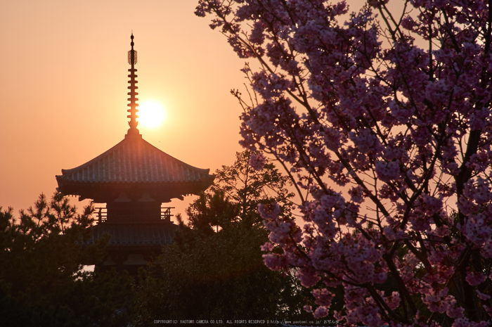 法起寺 桜(K32_6828,85 mm,F14)2016yaotomi_.jpg