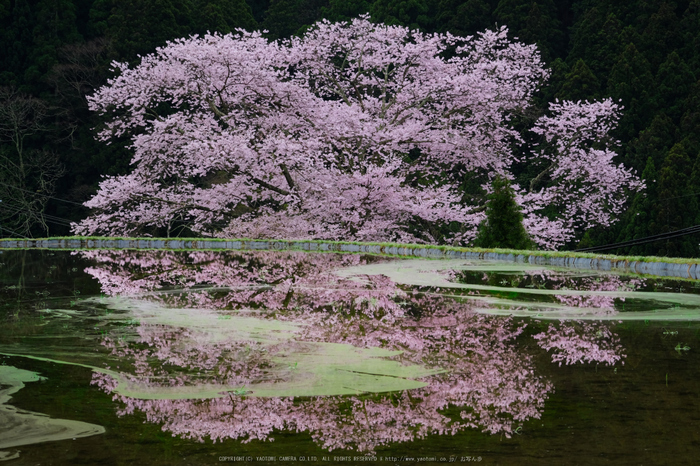 諸木野,桜(DSCF0116,54 mm,F8)2016yaotomi.jpg