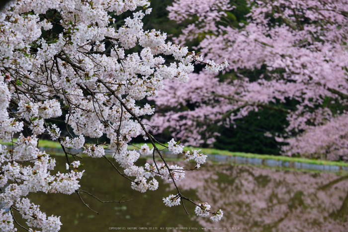 諸木野,桜(DSCF0132,140 mm,F8)2016yaotomi.jpg
