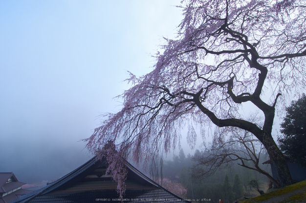 貝原,福西邸,桜(K32_7517,12 mm,F10)2016yaotomi.jpg