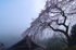 貝原,福西邸,桜(K32_7517FR,12 mm,F10)2016yaotomi.jpg