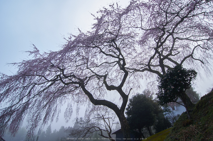 貝原,福西邸,桜(K32_7522,12 mm,F10)2016yaotomi.jpg