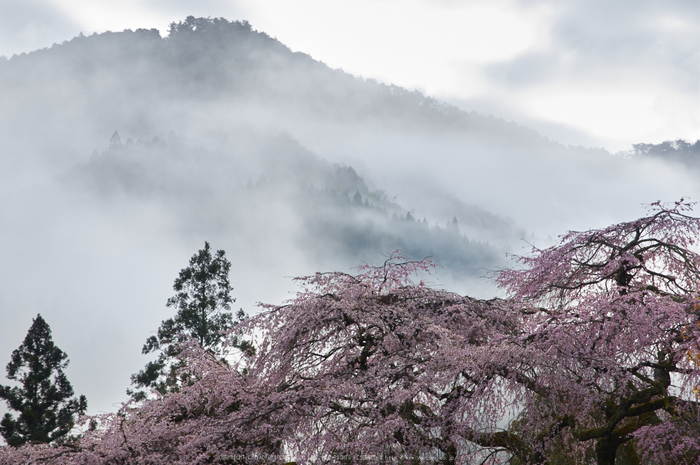 貝原,福西邸,桜(K32_7572,85 mm,F10)2016yaotomi.jpg