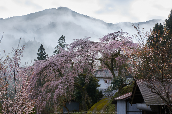 貝原,福西邸,桜(K32_7575,43 mm,F10)2016yaotomi.jpg