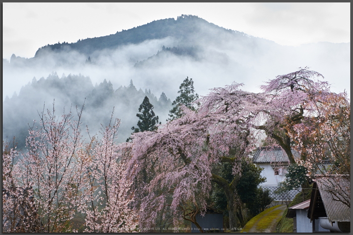 貝原,福西邸,桜(K32_7578,43-mm,F10)2016yaotomi_T.jpg