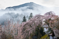 貝原,福西邸,桜(K32_7578F,43 mm,F10)2016yaotomi.jpg