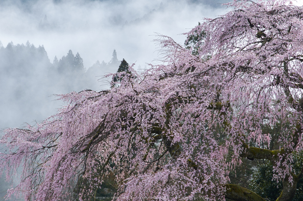 貝原,福西邸,桜(K32_7579,85 mm,F10)2016yaotomi.jpg