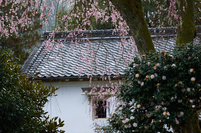 貝原,福西邸,桜(K32_7607,200 mm,F3.2)2016yaotomi.jpg