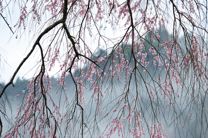 貝原,福西邸,桜(K32_7612,200 mm,F3.2)2016yaotomi.jpg