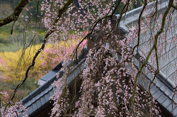 貝原,福西邸,桜(K32_7626,115 mm,F4)2016yaotomi.jpg