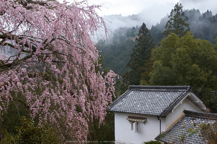 貝原,福西邸,桜(K32_7629,35 mm,F8)2016yaotomi.jpg