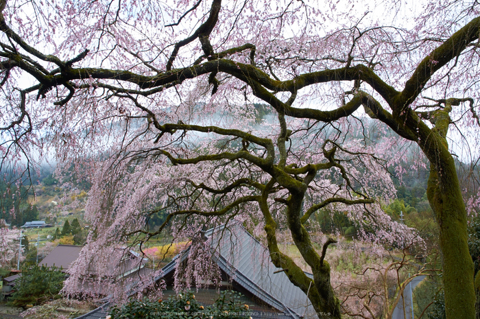 貝原,福西邸,桜(K32_7636,16 mm,F9)2016yaotomi.jpg