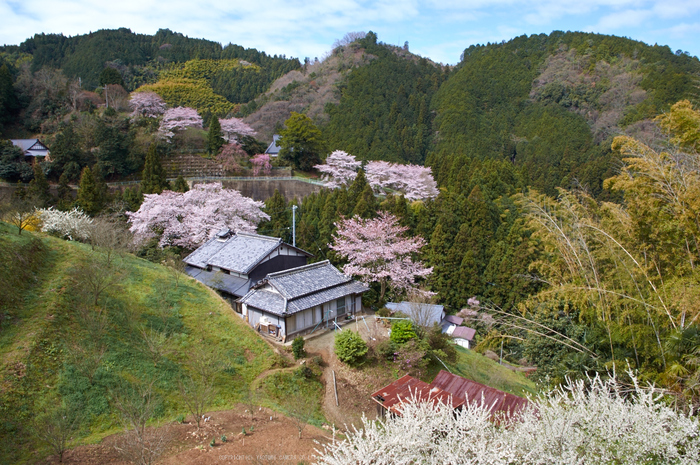 貝原,福西邸,桜(K32_7742,16 mm,F8)2016yaotomi.jpg