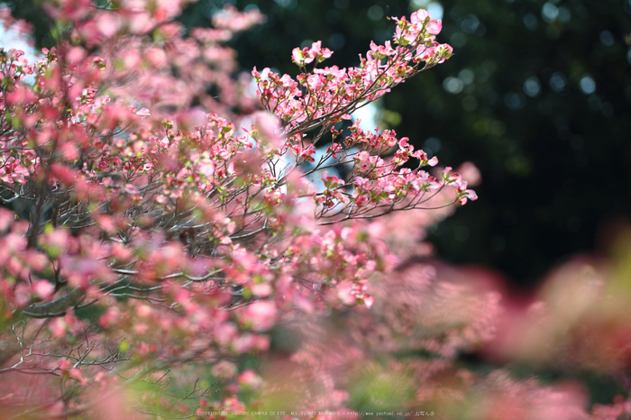 馬見丘陵公園(IMG_0349dpp,100 mm,F2)2016yaotomi_.jpg